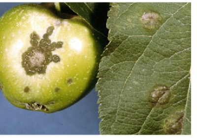 Apple scab disease can be controlled with regular pruning, fungicide sprays and resistant cultivars.