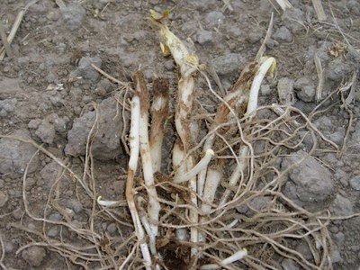Rhizoctonia on sprouts. 