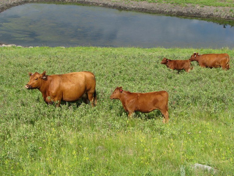 Water is an important nutrient for livestock. Water quality can affect livestockperformance and health.