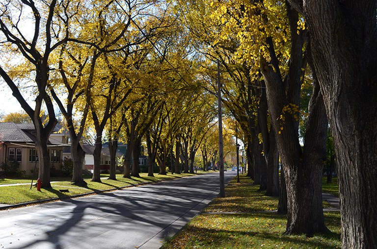 Street lined with Elm trees
