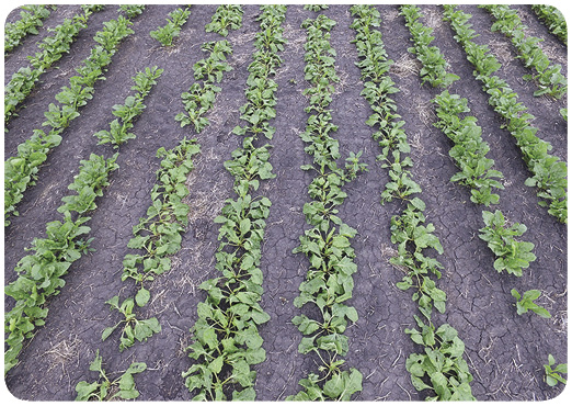 4. Sugar beet was treated with dicamba (XtendiMax) at 0.07 pound/acre (approximately 1/10 labeled soybean rate). Treated plants are lying more prostrate than normal, compared with untreated sugar beet on borders.