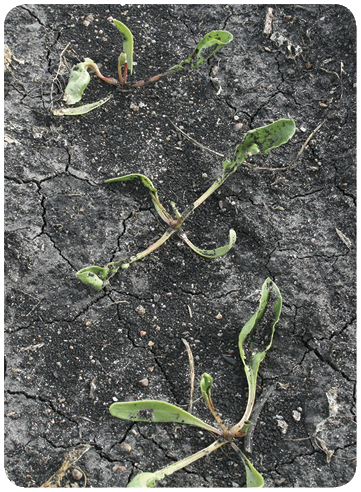 8. Sugar beet injury from quinclorac (Facet L) at 0.26 pound/acre at the two-leaf stage.