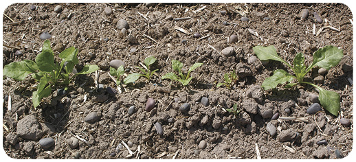 10. Stunted sugar beet from imazamox (Raptor) residual in soil. Sugar beet on the ends were not affected by herbicide.