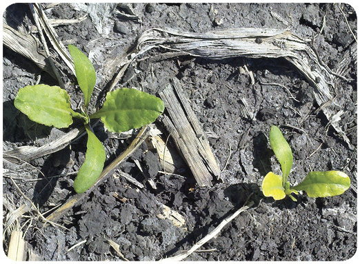 20. Sugar beet chlorosis and stunting from triflusulfuron (UpBeet) at a high dose followed by cool weather. 