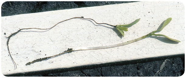 17. Root and hypocotyl of the upper plant are brown and shriveled, while the root of the lower plant is brown below the point where the root joins the hypocotyl. Symptoms were caused by Pursuit residual in soil. 