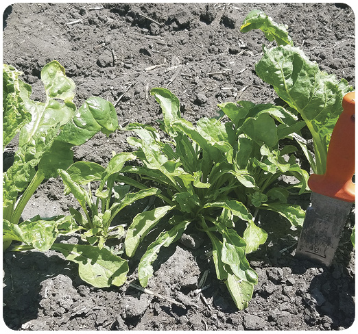 19. Sugar beet plants that survive sulfonylurea herbicide residual in soil and are producing strap-shaped leaves. Leaves did not initiate in pairs because several leaves are all about the same size.