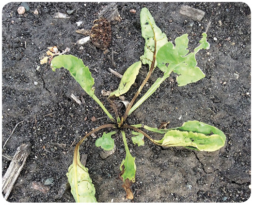 23. Sulfonylurea injury to sugar beet. Petioles have black streaks near the crown.