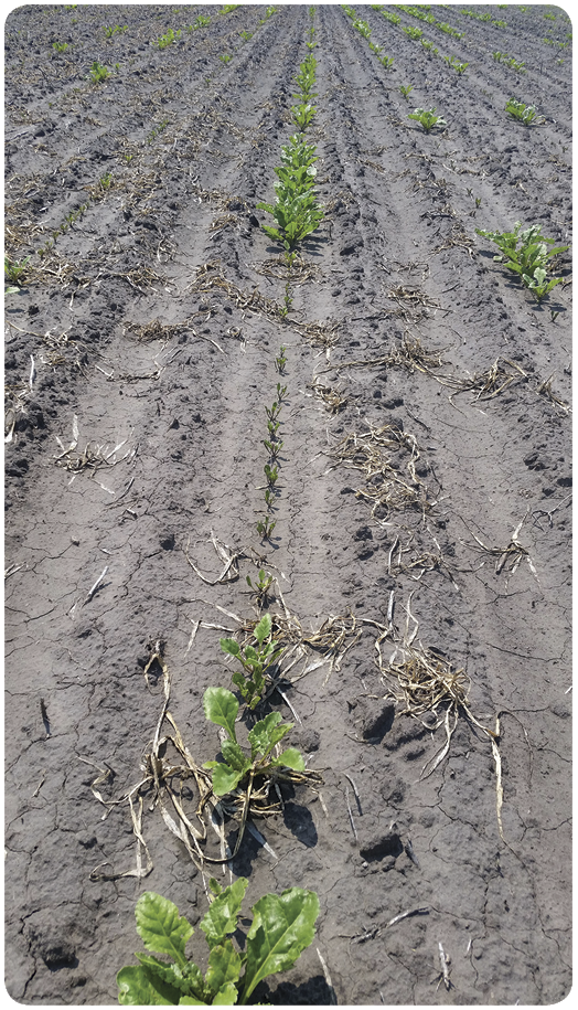 29. Pendimethalin (Prowl H2O) soil residue caused stunting damage in sugar beet. 