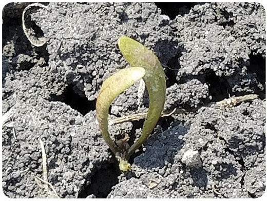 30. Stunted sugar beet with abnormally erect cotyledons caused by pendimethalin (Prowl H2O) residue in the soil. 