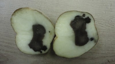 Blackheart of potato tuber.
