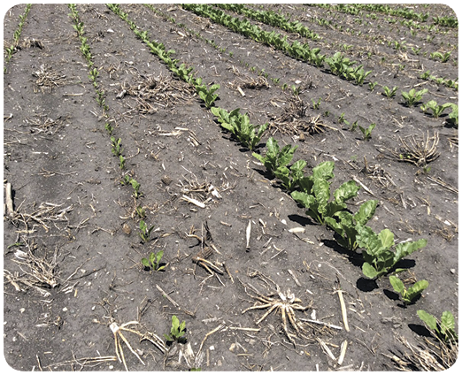 33. Soil type, uneven stand and chloroacetamide herbicide may have contributed to sugar beet injury.33. Soil type, uneven stand and chloroacetamide herbicide may have contributed to sugar beet injury.