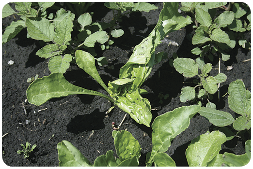 35. Sugar beet leaves that have not unfolded normally following preplant incorporated Eptam (EPTC) + cycloate (Ro-Neet SB) application.