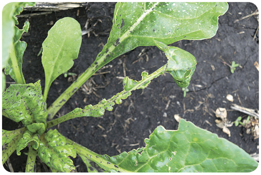 36. Sugar beet leaf malformation damage from thiocarbamate herbicide.