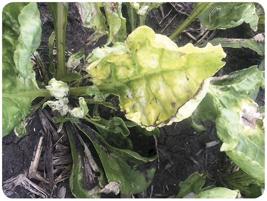 39. Sugar beet damage from atrazine residual in soil. Sugar beet germinated and emerged and field had a harvestable stand. Sugar beet was at the four- to six-leaf stage before injury began to appear. Injury was chlorosis followed by necrosis beginning at the leaf margins in older leaves.