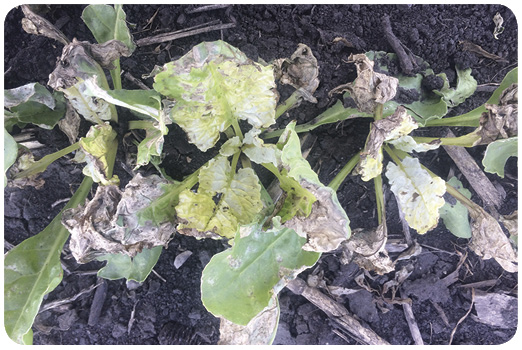 55. Sugar beet bleaching damage caused by acetoachlor+mesotrione+clopyralid (Resicore). HPPD family herbicides tend to accumulate near valves, screens and end-caps in spray booms in spray equipment.