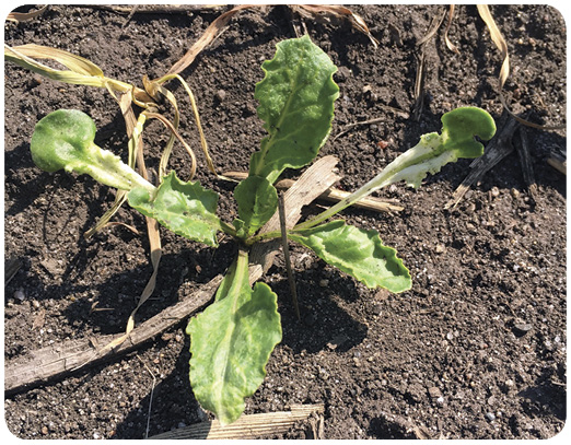 56. Damage to sugar beet from tembotrione (Laudis) residual in soil. Allow a 10-month rotational interval and 20 inches of accumulated precipitation. 
