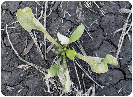 58. Sugar beet stunting and necrosis injury from acifluorfen (Ultra Blazer) at 0.25 pound/acre. Application was applied to two- to four-leaf sugar beet when air temperatures were greater than 85 F. 