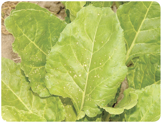 64. Paraquat caused circular brown spots that could be confused with sugar beet leaf spot diseases. 