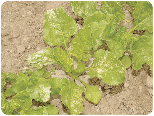 65. Brown patches on sugar beet leaves caused by paraquat drift.