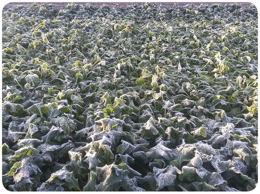 68. Frost on leaf canopy in fall. In fall, canopies serve as a short-term insulating barrier to help minimize freeze damage to the roots.
