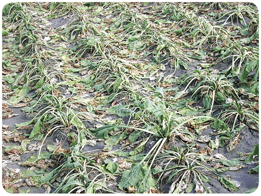76. Effects of drought on sugar beet. 