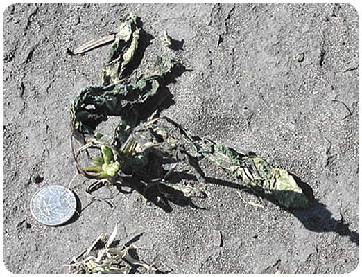 79. Damage to sugar beet seedling from 70 mph winds. 
