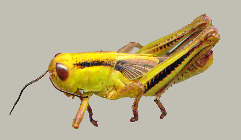 Photo 12. Grasshopper nymph. 