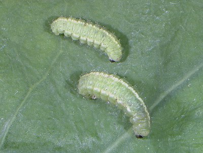 Figure 3. Mature alfalfa weevil larva
