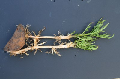Disrupted plant growth caused by herbicide carryover in soil.