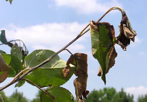 Bacterial diseases such as fire blight can be managed with pruning and resistant cultivars.