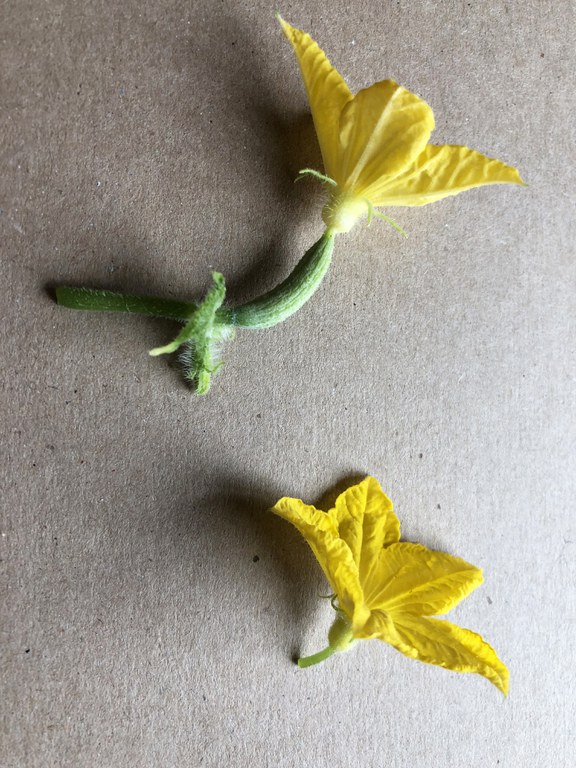 Figure 2. Imperfect flowers. Cucumber female flower with it's ovary (top) and male flower (bottom).