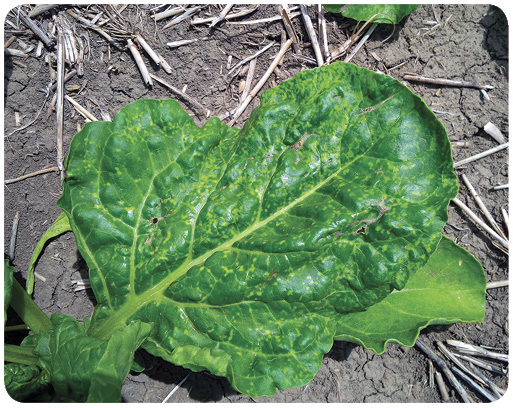 21. Mottling damage from triflusulfuron (UpBeet) at 0.13 pound/acre on 6 to 8 leaf sugar beet. Application was made under elevated temperature and humidity conditions. Mottling damage may have resulted due to greater herbicide uptake. 