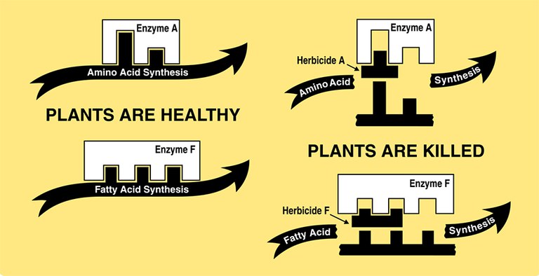 Figure 1. Enzymes function as steps in biological processes. Enzymes are also extremely specialized in their function. As a result, many different enzymes are involved with the many different biological processes that occur within a plant. Some herbicides can stop specific enzymes from functioning, resulting in a disruption of specific plant processes; this often leads to the death of the plant. This herbicide-enzyme relationship is very specific and any chemical modification of the herbicide or enzyme can 