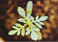 Common ragweed.