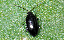 Adult crucifer flea beetle, Phyllotreta cruciferae. 