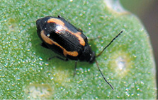 Adult striped flea beetle, Phyllotreta striolata.