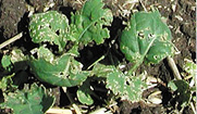 Canola seedlings damaged by flea beetle feeding. 