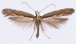 Adult diamondback moth, Plutella xylostella. 