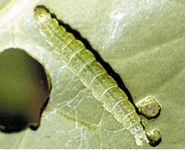 Larvae of diamondback moth.