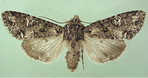 Adult bertha armyworm, Mamestra configurata. 
