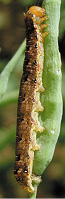 Black color phases of bertha armyworm larvae.
