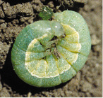 Green color phases of bertha armyworm larvae.