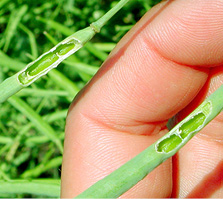 Damage caused to pods from bertha armyworm larvae feeding. 