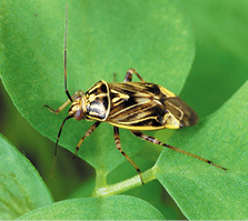 Adult tarnished plant bug, Lygus lineolaris.