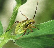 Nymph of tarnished plant bug, Lygus lineolaris. 