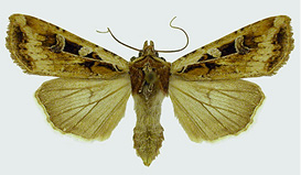 Adult red-backed cutworm, Euxoa ochrogaster typical form. 