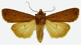 Adult red-backed cutworm, Euxoa ochrogaster dark form.