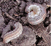 Larvae of red-backed cutworm.