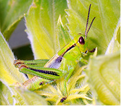 Grasshopper nymph. 