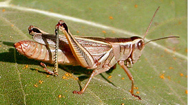 Adult two-striped grasshopper, Melanoplus bitvittatus.